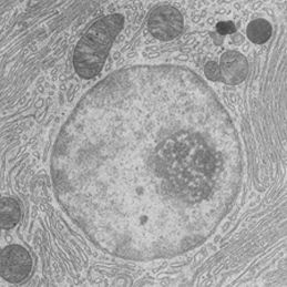 Nucleo-Mitochondrial Communicome